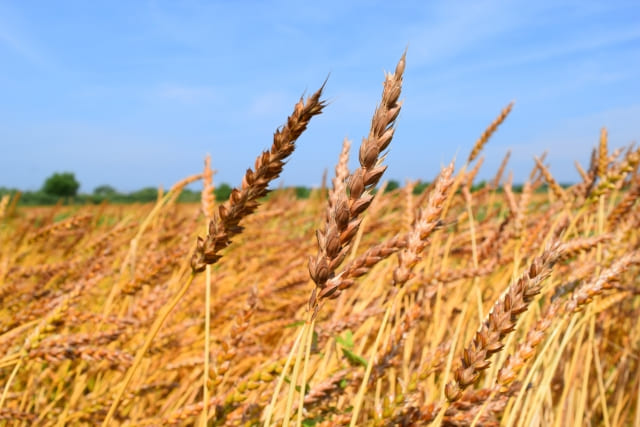 収穫前の麦の様子
