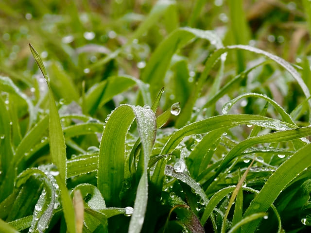 雨上がり後に水滴が付着した雑草