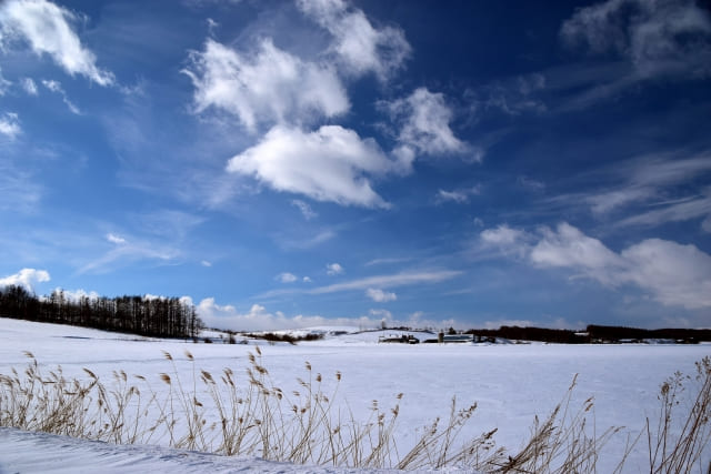 草が枯れた冬の畑