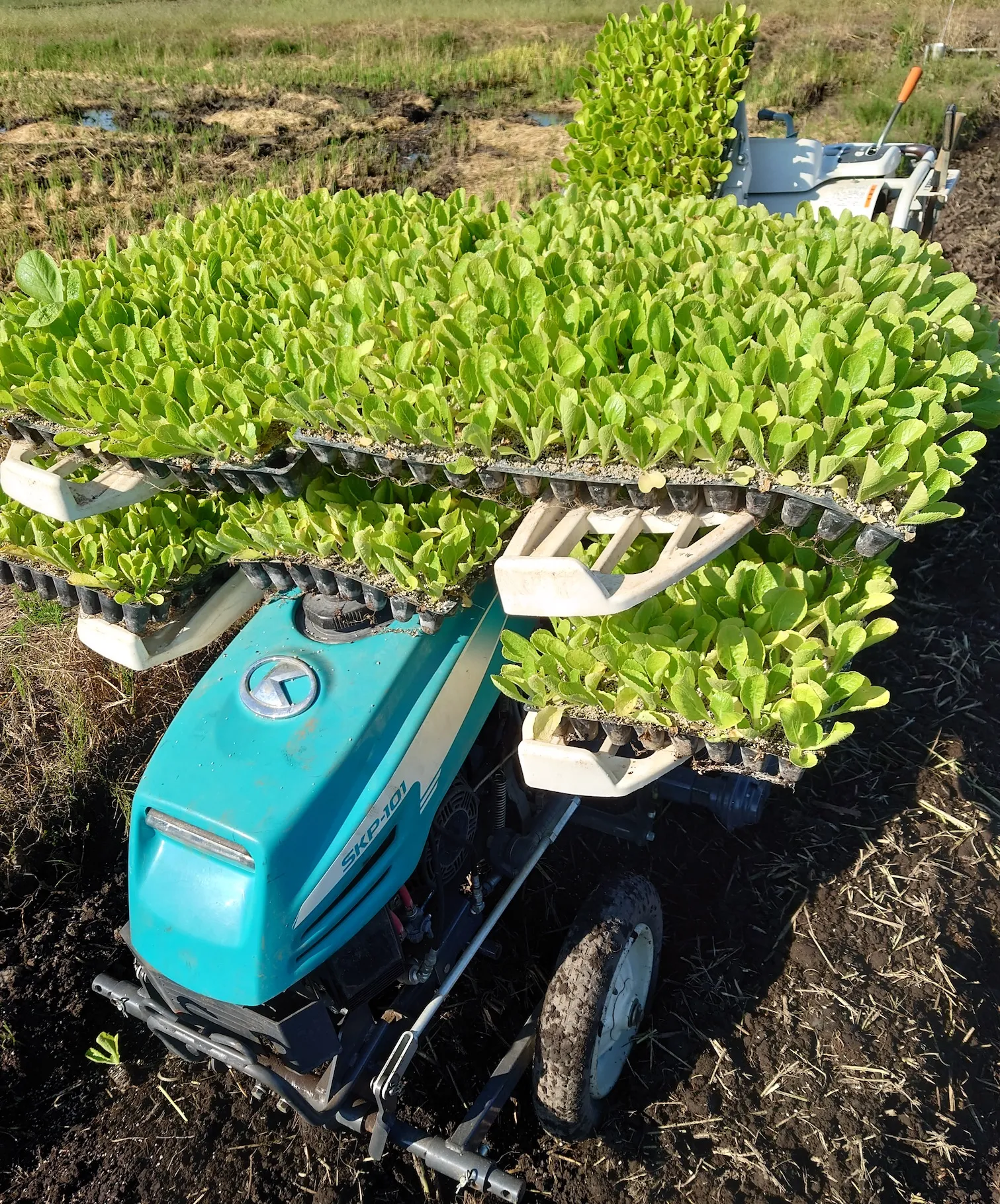 移植機と白菜の苗写真