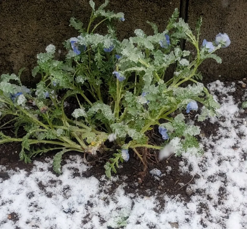 降雪のなかにたたずむネモフィラ