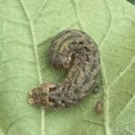 ヨトウムシの老齢幼虫