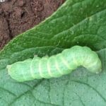 ヨトウムシの若齢幼虫