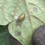 ニジュウヤホシテントウの幼虫