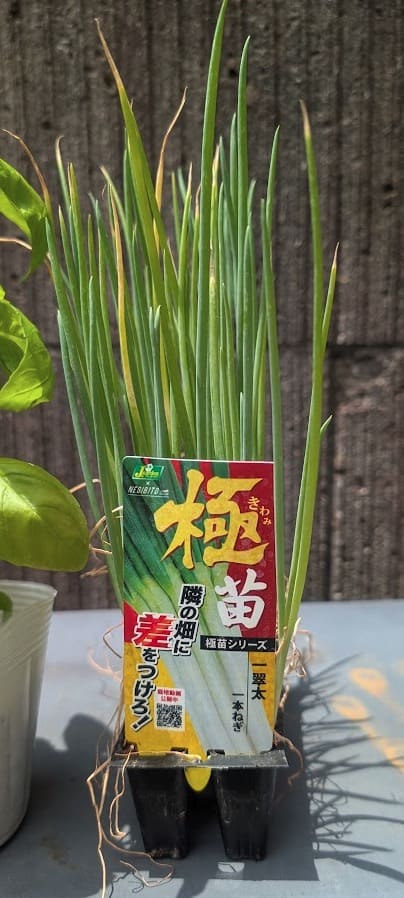 新たに購入した長ネギの苗「一翠太」
