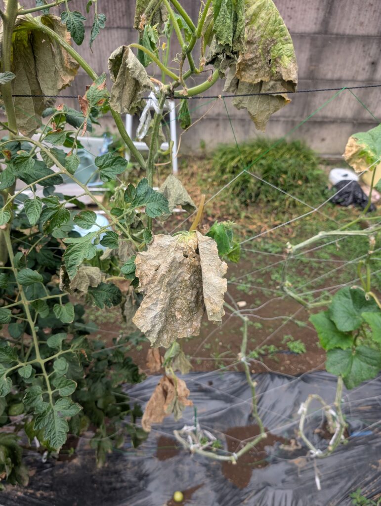 ネコブセンチュウにやられたキュウリの草勢