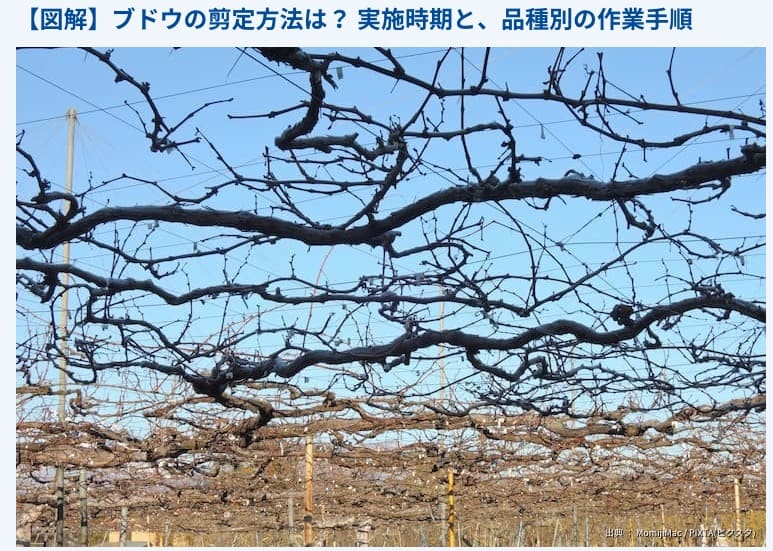 【図解】ブドウの剪定方法は？ 実施時期と、品種別の作業手順
